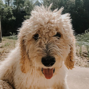 Meet your Posher, Dalton